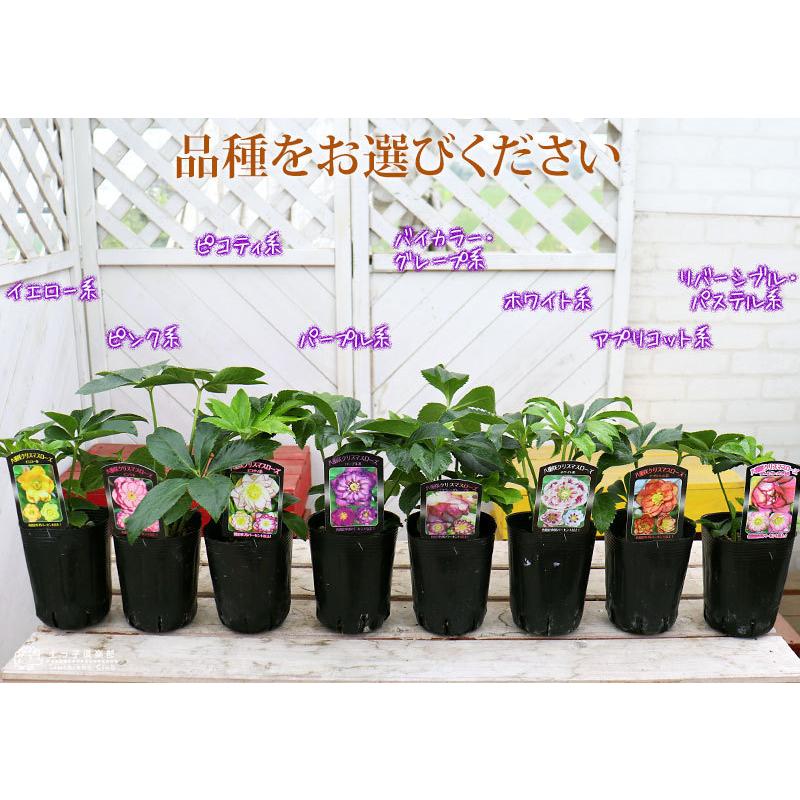 八重咲き クリスマスローズ 選べる花色 オリエンタリスハイブリッド ダブル 10 5cmポット苗 B 1011 花と緑の専門店 土っ子倶楽部 通販 Yahoo ショッピング
