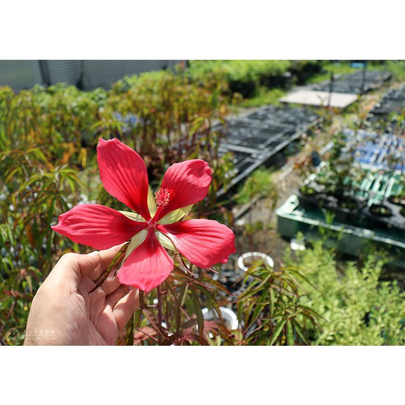 驚きの値段で 宿根草 サルビア セレナーデ Originaljustturkey Com