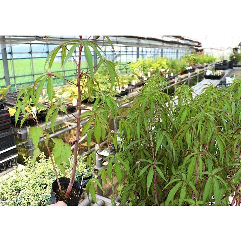 モミジアオイ 紅葉葵 15cmポット苗 B 1014 花と緑の専門店 土っ子倶楽部 通販 Yahoo ショッピング