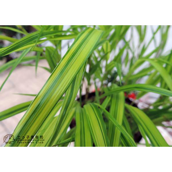 風知草 （ フウチソウ ） 斑入り葉 4.5号鉢植え グランドカバー : 花と