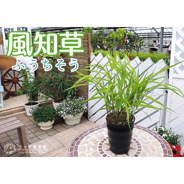 風知草 フウチソウ 斑入り葉 4 5号鉢植え B 1016 花と緑の専門店 土っ子倶楽部 通販 Yahoo ショッピング