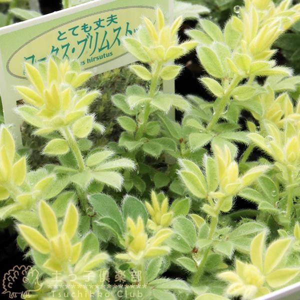 ロータス ブリムストーン 2個セット 9cmポット B 1017 花と緑の専門店 土っ子倶楽部 通販 Yahoo ショッピング