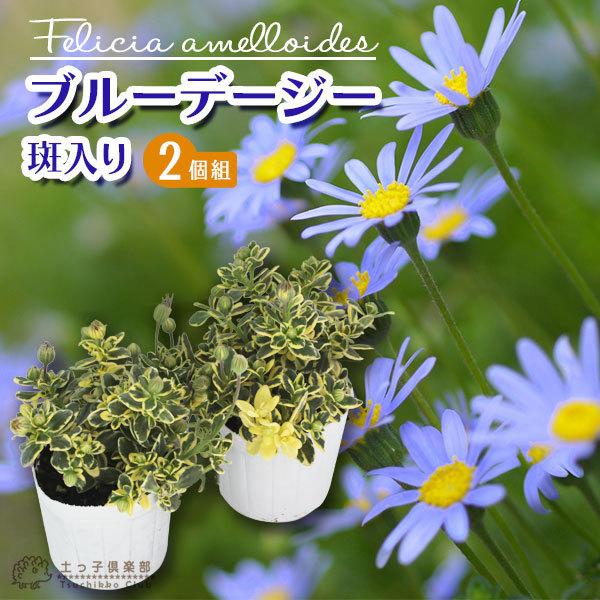 斑入り ブルーデージー ゴールデンハニー 2個セット 四季咲き性 B 10 花と緑の専門店 土っ子倶楽部 通販 Yahoo ショッピング
