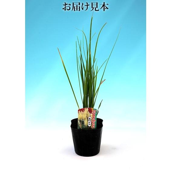 高品質★超特大130㎝　パンパスグラス10本 パンパスグラス ホワイトフェザー （ 白花 ） 10.5cmポット苗 : 花と緑