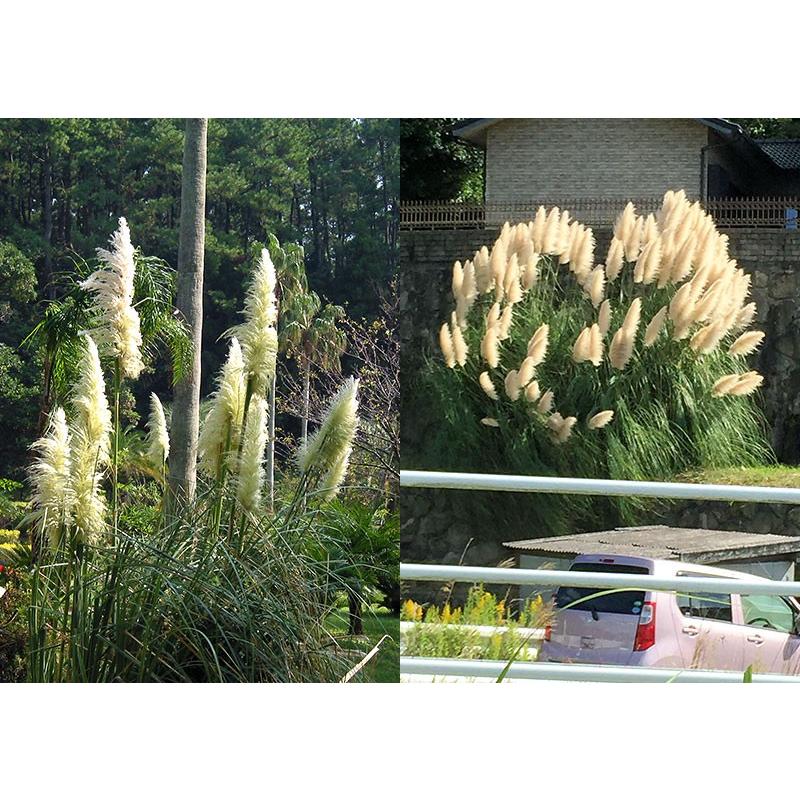 パンパスグラス ホワイトフェザー ( 白花 ) 10.5cmポット苗 パンパスグラス ホワイトフェザー ( 白花 ) 10.5cmポット苗