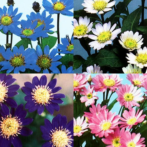 都わすれ ミヤコワスレ 9cmポット苗 2色セット B 1026 花と緑の専門店 土っ子倶楽部 通販 Yahoo ショッピング