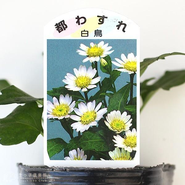 都わすれ ミヤコワスレ 9cmポット苗 2色セット B 1026 花と緑の専門店 土っ子倶楽部 通販 Yahoo ショッピング