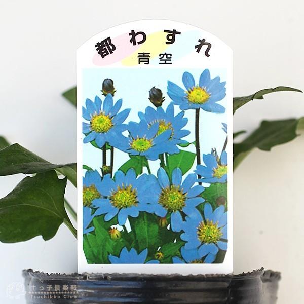 都わすれ ミヤコワスレ 9cmポット苗 2色セット B 1026 花と緑の専門店 土っ子倶楽部 通販 Yahoo ショッピング