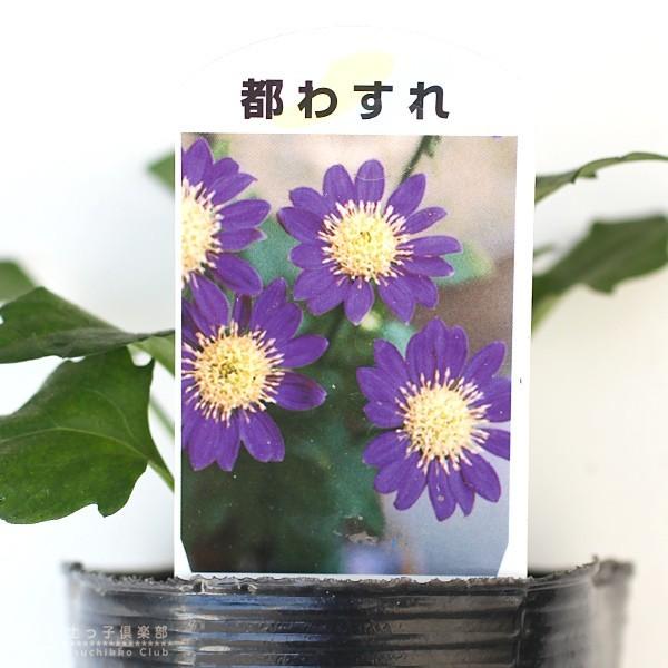 都わすれ ミヤコワスレ 9cmポット苗 2色セット B 1026 花と緑の専門店 土っ子倶楽部 通販 Yahoo ショッピング