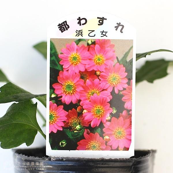 都わすれ ミヤコワスレ 9cmポット苗 2色セット B 1026 花と緑の専門店 土っ子倶楽部 通販 Yahoo ショッピング