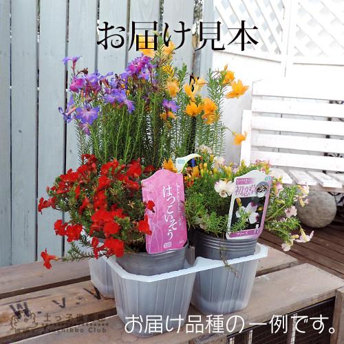 初恋草 （ ハツコイソウ ）4品種セット （レシュノルティア） : 花と緑