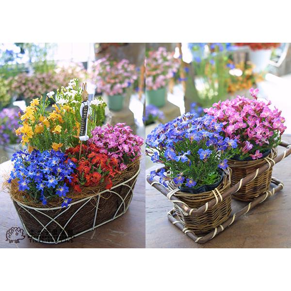 初恋草 （ ハツコイソウ ）4品種セット （レシュノルティア） : 花と緑