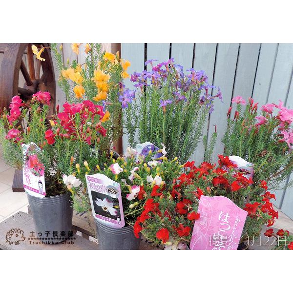 初恋草 （ ハツコイソウ ）4品種セット （レシュノルティア） : 花と緑
