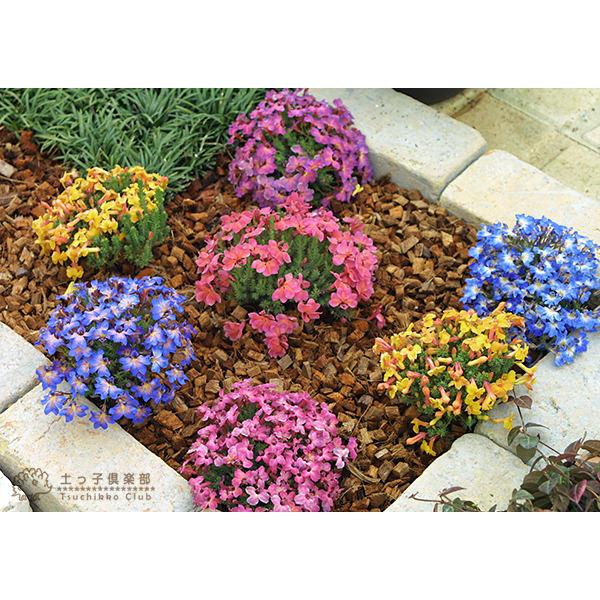 初恋草 （ ハツコイソウ ）4品種セット （レシュノルティア） : 花と緑