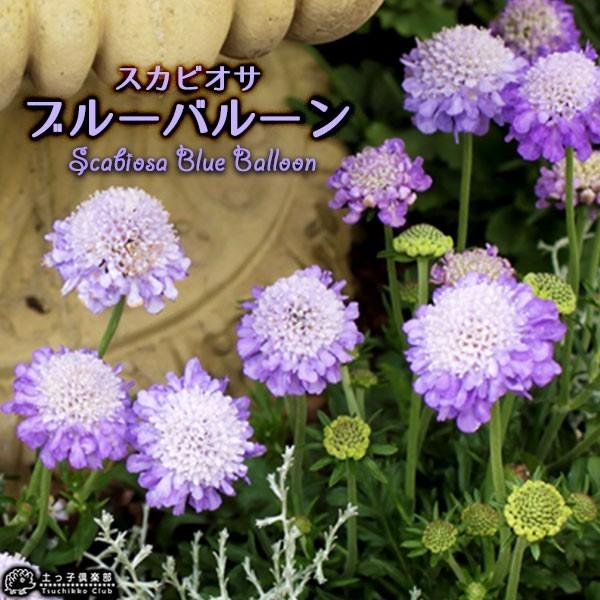 スカビオサ ブルーバルーン 10 5cmポット苗 B 162 花と緑の専門店 土っ子倶楽部 通販 Yahoo ショッピング