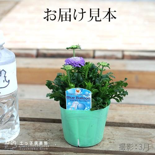 スカビオサ 『ブルーバルーン 』 10.5cmポット苗 : 花と緑の専門店 土