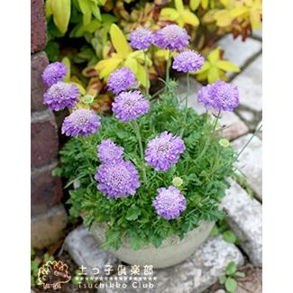 スカビオサ 『ブルーバルーン 』 10.5cmポット苗 : 花と緑の専門店 土