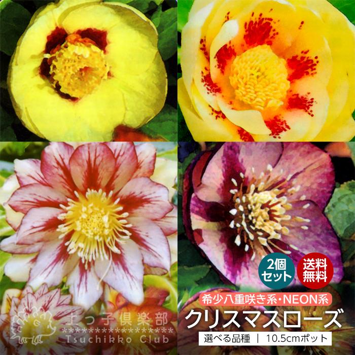 ☆クリスマスローズ☆八重咲き ゴールド系☆銀ポット☆ 【公式通販】