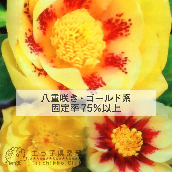 ☆クリスマスローズ☆八重咲き ゴールド系☆銀ポット☆ 【公式通販】