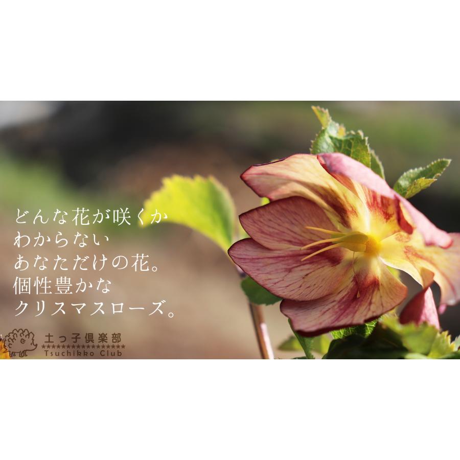 ☆クリスマスローズ☆八重咲き ゴールド系☆銀ポット☆ 【公式通販】