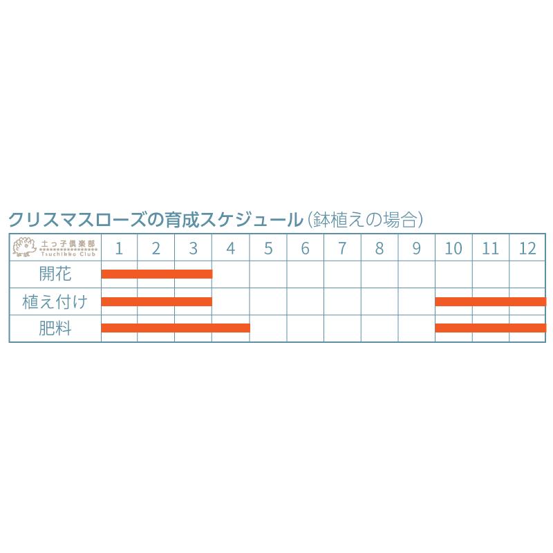 希少 クリスマスローズ 『 ネオン系 ・ ゴールド系