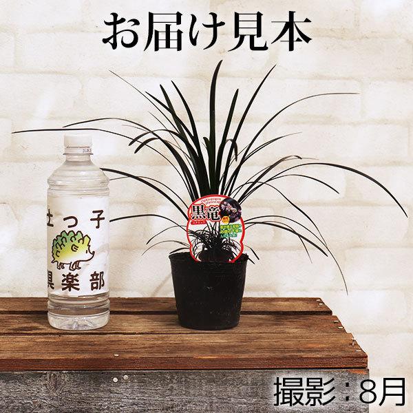 ぴかん様用　購入済みです。　龍の髭　黒龍　２株１ポット　2－2-(1) 　抜き苗 楽天市場】龍のひげ（苗物｜ガーデニング・農業）：花・ガーデン・DIY