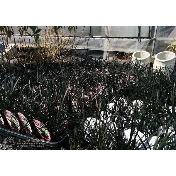 リュウノヒゲ 『 黒竜 （ コクリュ ウ） 』 6個セット 9cmポット