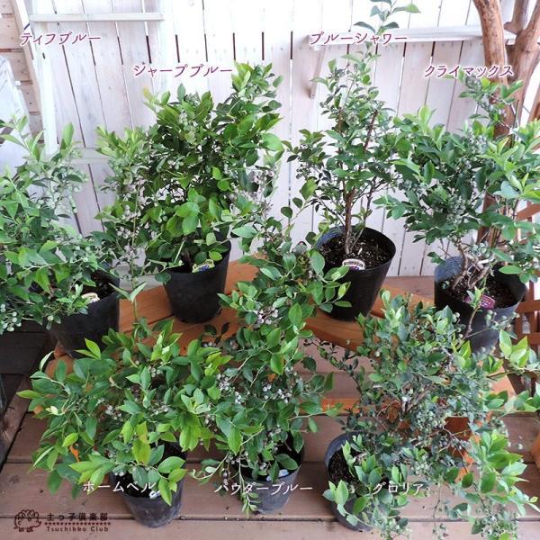 ブルーベリー ( 5年生 ) 7号ポット苗木 大苗 【 選べる品種 ブルーベリー ( 5年生 ) 7号ポット苗木 大苗 【 選べる品種