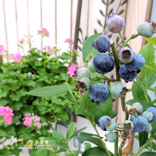ブルーベリー 『 サザンハイブッシュ系 』 （ 2年生 ） 3.5号ポット苗