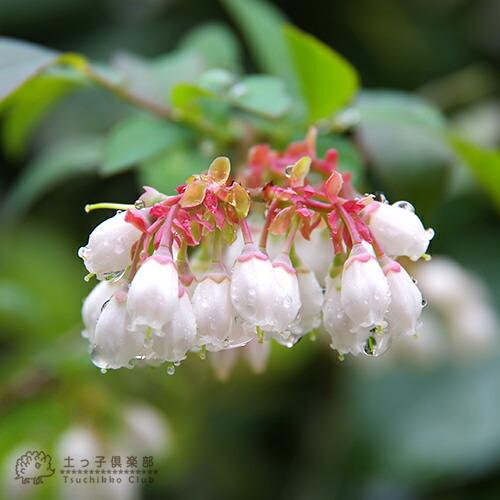 ブルーベリー 『 サザンハイブッシュ系 』 （ 2年生 ） 3.5号ポット苗