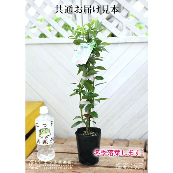 ブルーベリー 『 サザンハイブッシュ系 』 （ 2年生 ） 3.5号ポット苗