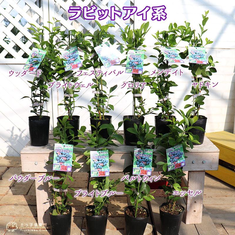 ブルーベリー 『 ラビットアイ系 』 ( 2年生 ) 3.5号ポット苗 ブルーベリー 『 ラビットアイ系 』 ( 2年生 ) 3.5号ポット苗