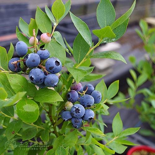 ブルーベリー ラビットアイ系 2年生 3 5号ポット苗 選べる品種 141 花と緑の専門店 土っ子倶楽部 通販 Yahoo ショッピング