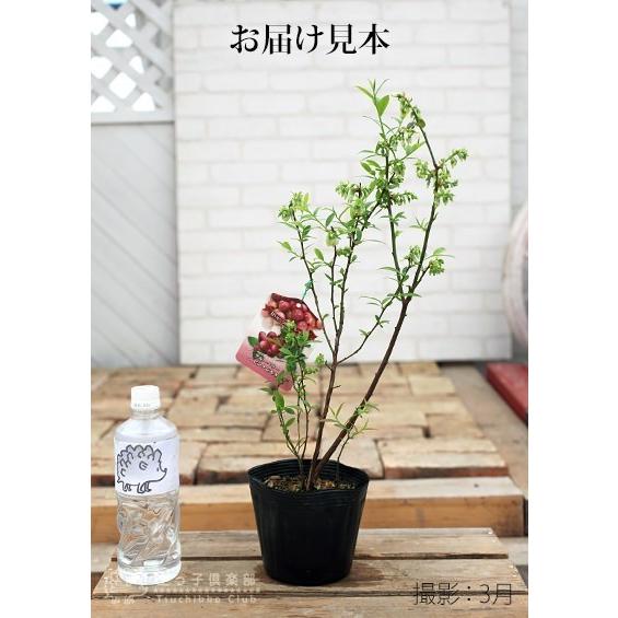 ブルーベリー 『 ピンクレモネード 』 2年生 10.5cmポット苗 【2個