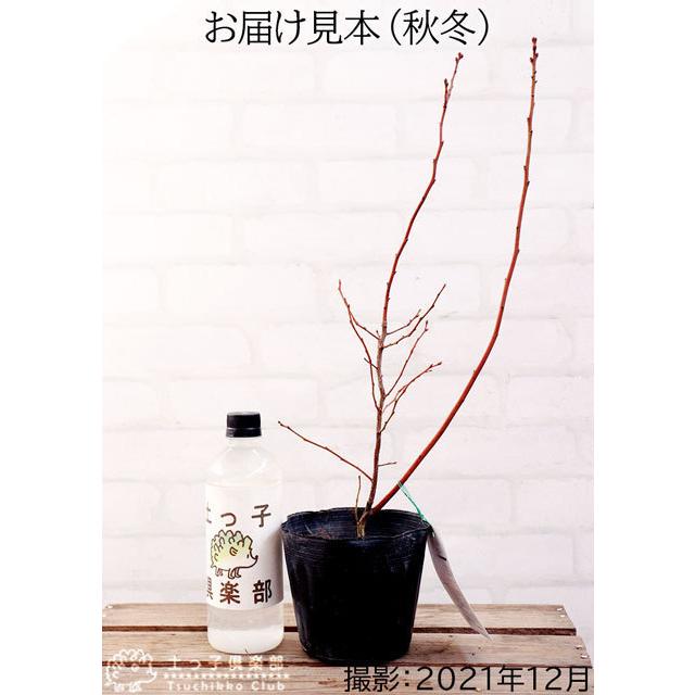 ブルーベリー 『 ピンクレモネード 』 2年生 10.5cmポット苗 【2個