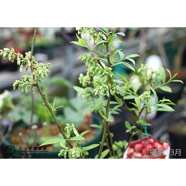 ブルーベリー 『 ピンクレモネード 』 2年生 10.5cmポット苗 【2個