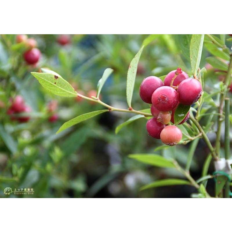 ブルーベリー 『 ピンクレモネード 』 2年生 10.5cmポット苗 【2個