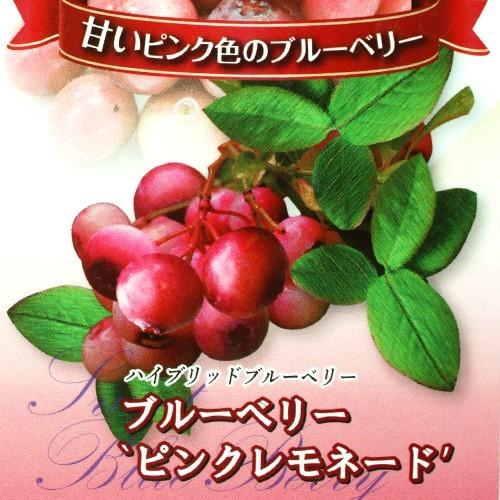 ブルーベリー 『 ピンクレモネード 』 2年生 10.5cmポット苗 : 花と緑