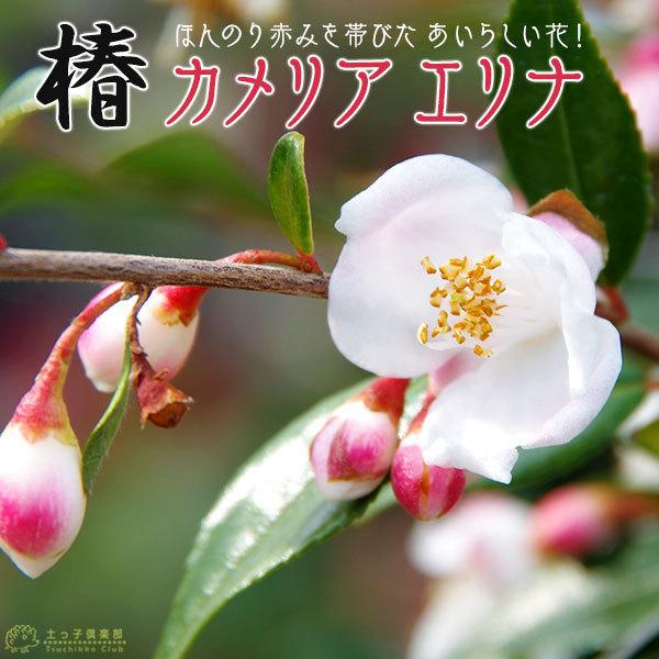 椿 ツバキ カメリア エリナ 18cmポット苗木 C 044 花と緑の専門店 土っ子倶楽部 通販 Yahoo ショッピング