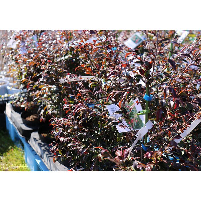 椿（ ツバキ ）『 カメリア エリナ 』18cmポット苗木 : 花と緑の専門店