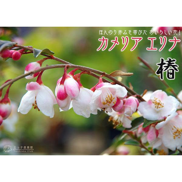 椿（ ツバキ ）『 カメリア エリナ 』18cmポット苗木 : 花と緑の専門店