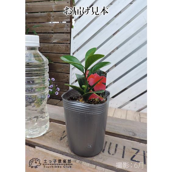 椿 『 アザレアツバキ 』 （ 四季咲き性 ） 9cmポット苗 【 珍種