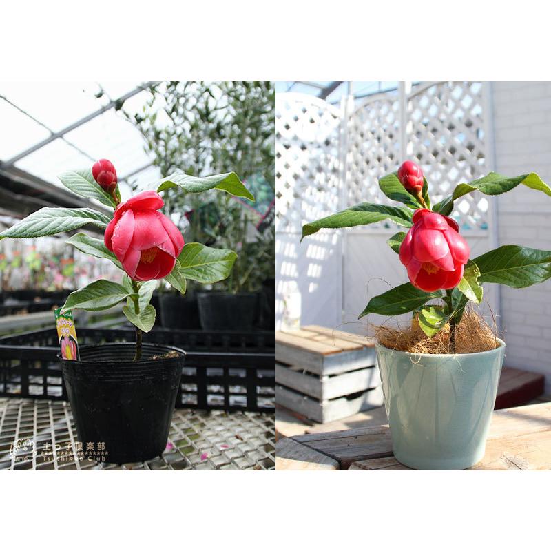 ベトナム椿 『 ハイドゥーン 』12cmポット苗 （ 海棠椿 カイドウツバキ