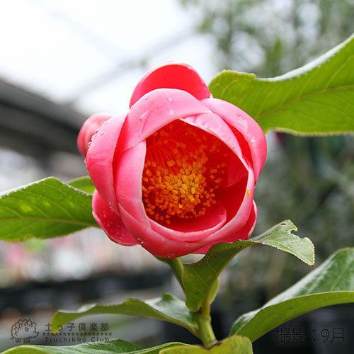 ベトナム椿 『 ハイドゥーン 』12cmポット苗 （ 海棠椿 カイドウツバキ