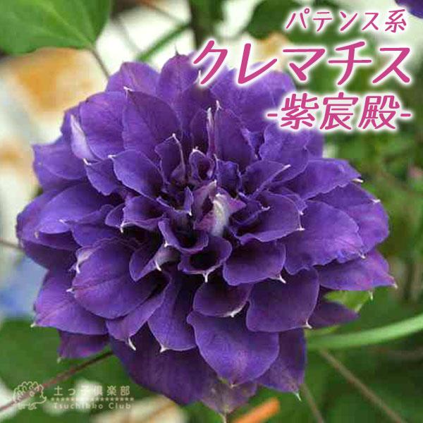 クレマチス 紫宸殿 パテンス系 早咲き大輪系 9cmポット苗 Cl 002 花と緑の専門店 土っ子倶楽部 通販 Yahoo ショッピング