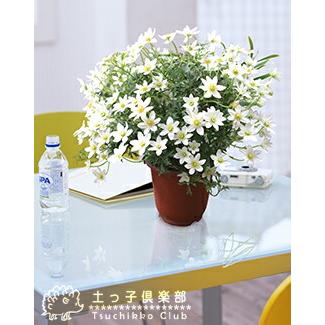 常緑クレマチス 『 カートマニージョー 』 オセアニア系（フォステリー