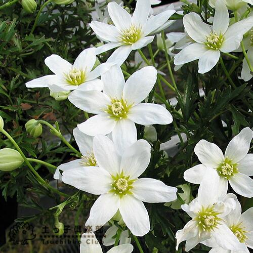 常緑♥カートマニージョー大苗♥多年性♥大人気クレマチス♥花苗ポットごと発送 常緑♥カートマニージョー大苗♥多年性♥大人気クレマチス♥花苗ポットごと