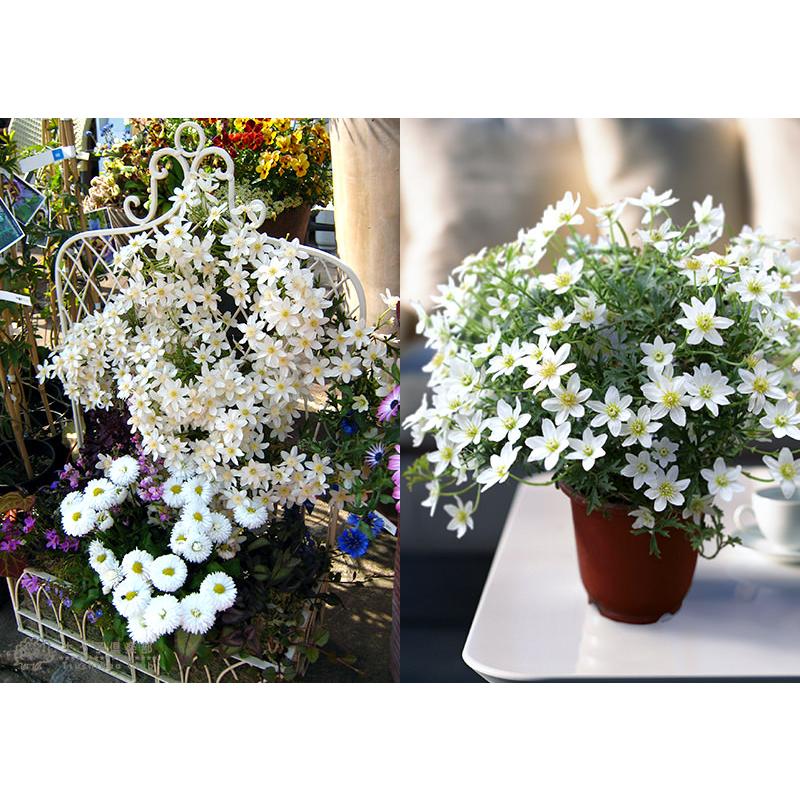 常緑クレマチス 『 カートマニージョー 』 オセアニア系（フォステリー