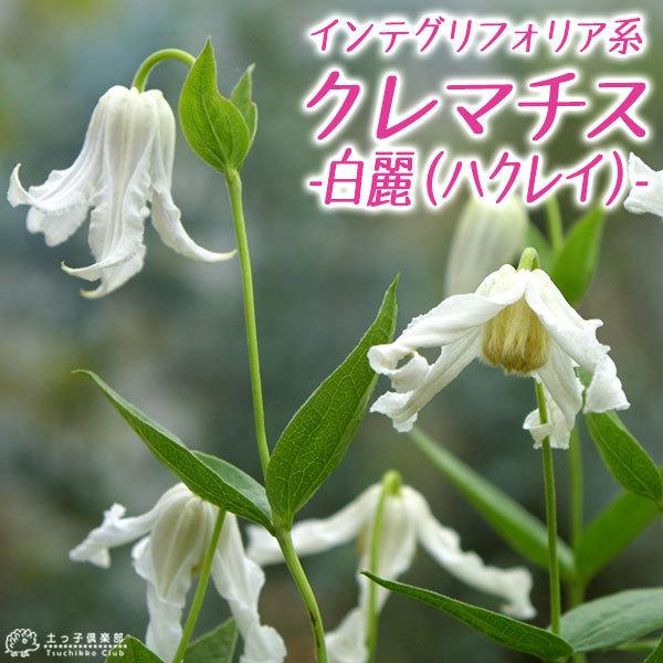 白麗　ハクレイ　クレマチスの種 クレマチス 『 白麗 （ ハクレイ ） 』 インテグリフォリア系・木立性