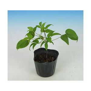 クレマチス 『モンタナ・エリザベス』 モンタナ系・旧枝咲き 9cmポット